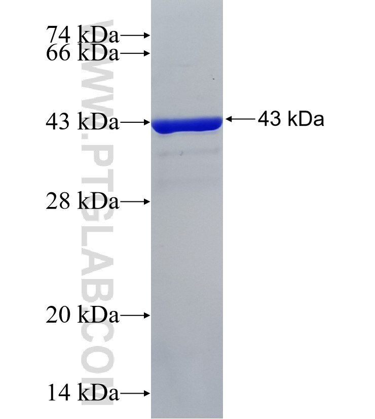 PLEKHN1 fusion protein Ag38741 SDS-PAGE