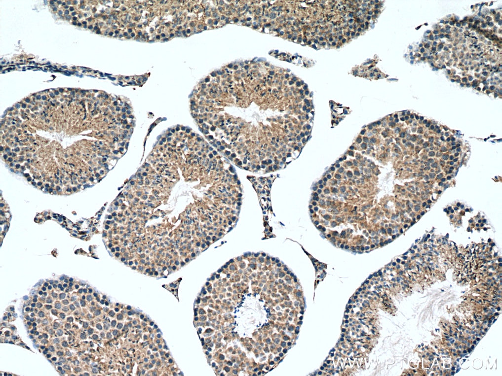 Immunohistochemistry (IHC) staining of mouse testis tissue using PLEKHO1 Polyclonal antibody (24883-1-AP)