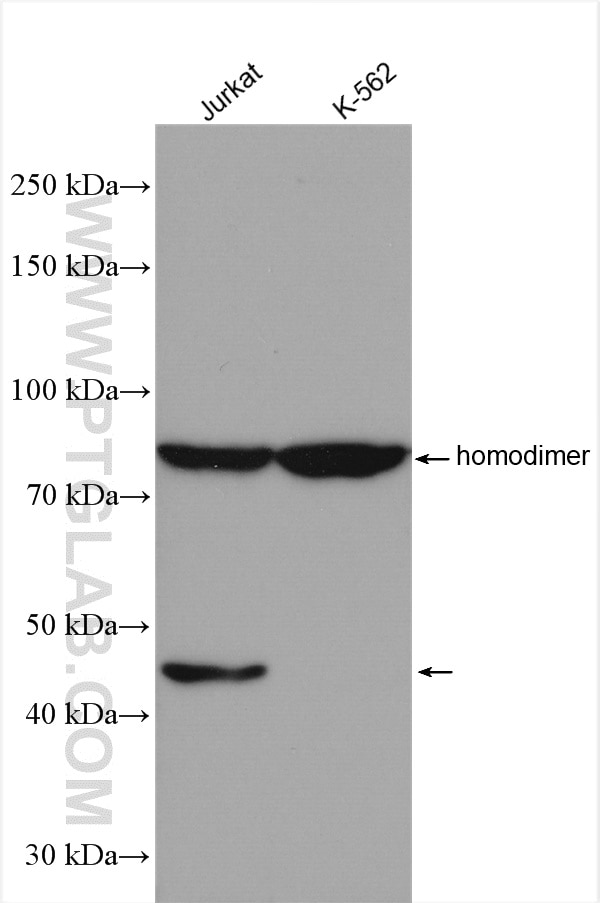 Western Blot (WB) analysis of various lysates using PLEKHO1 Polyclonal antibody (24883-1-AP)
