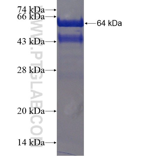 PLEKHO1 fusion protein Ag19309 SDS-PAGE