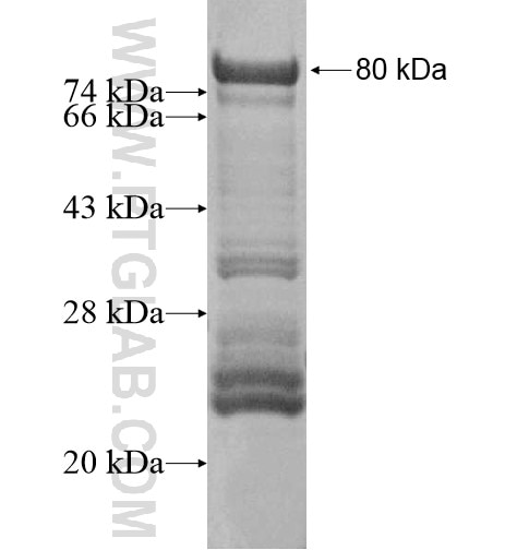 PLEKHO2 fusion protein Ag15786 SDS-PAGE