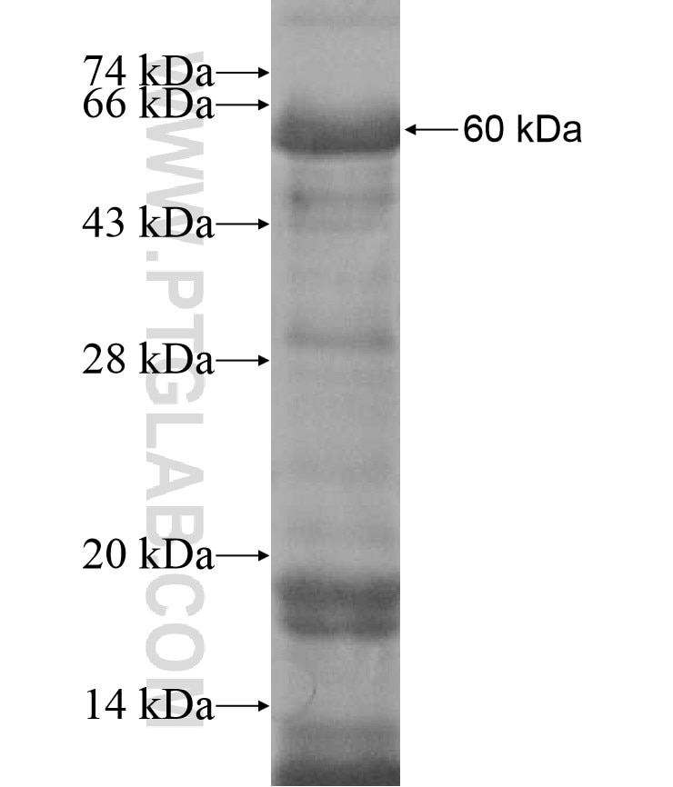 PLEKHO2 fusion protein Ag16965 SDS-PAGE