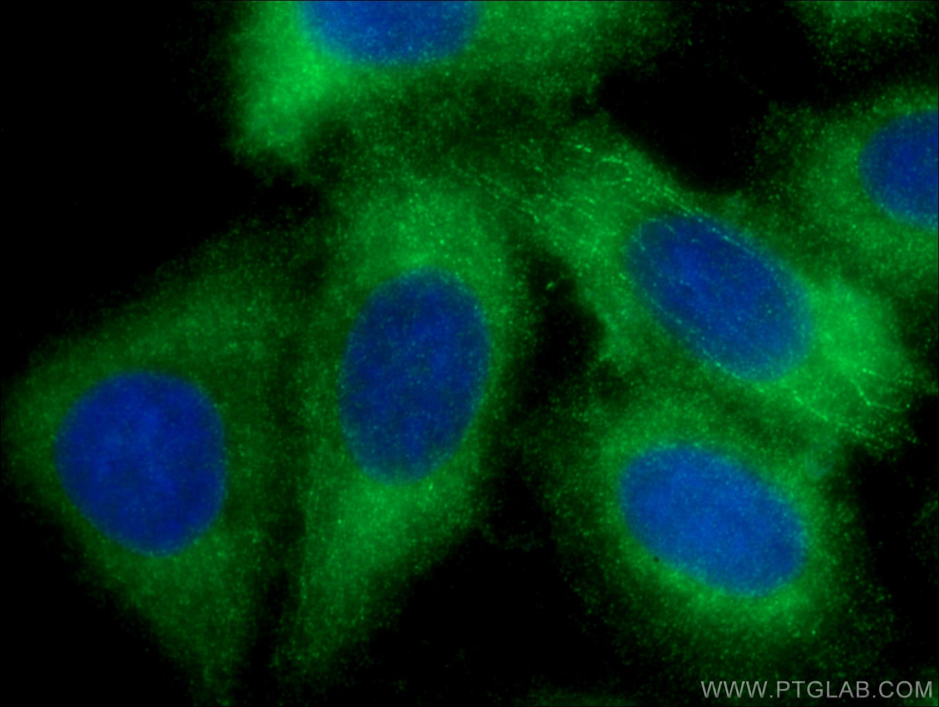 Immunofluorescence (IF) / fluorescent staining of HepG2 cells using Plasminogen Polyclonal antibody (17462-1-AP)