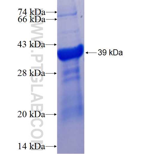 PLG fusion protein Ag25243 SDS-PAGE