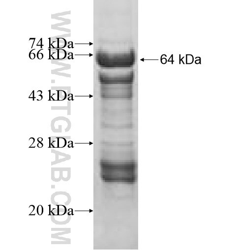 PLG fusion protein Ag10142 SDS-PAGE