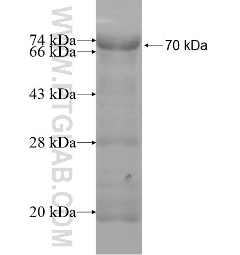 PLG fusion protein Ag11042 SDS-PAGE
