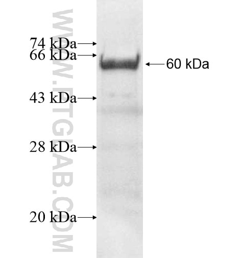 PLG fusion protein Ag11217 SDS-PAGE