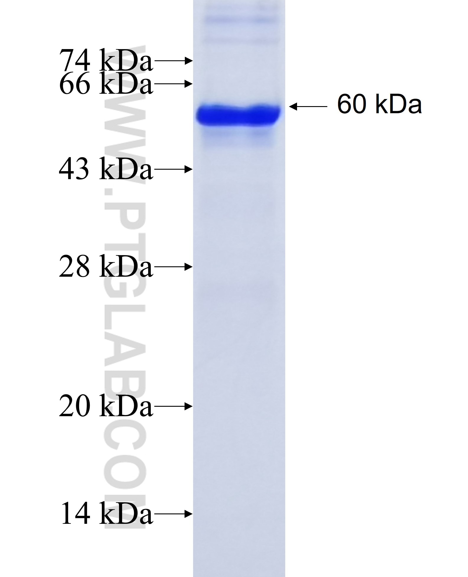 PLG fusion protein Ag11217 SDS-PAGE