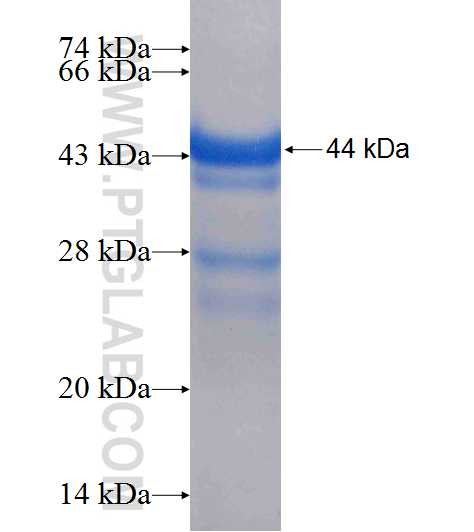 PLG fusion protein Ag9938 SDS-PAGE