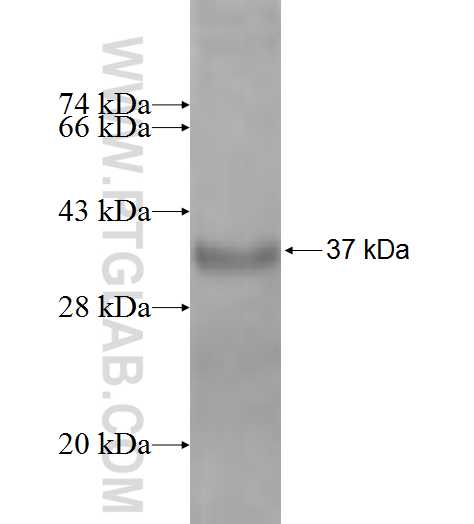 PLGLB2 fusion protein Ag9563 SDS-PAGE
