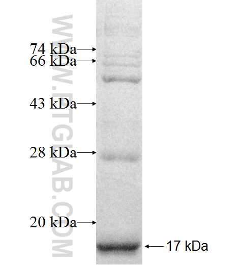 PLGLB2 fusion protein Ag9878 SDS-PAGE