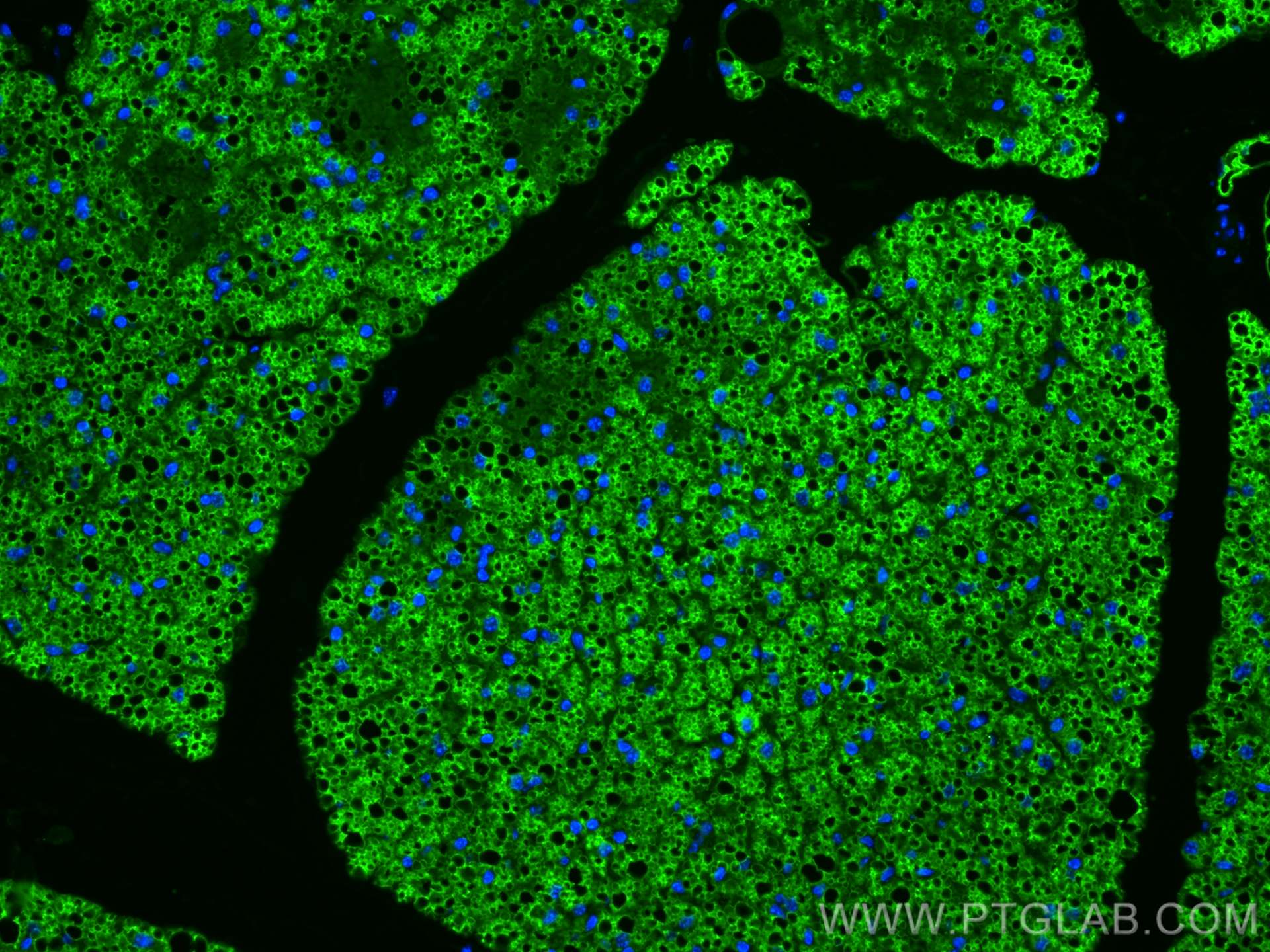 Immunofluorescence (IF) / fluorescent staining of mouse brown adipose tissue using Perilipin 1 Polyclonal antibody (27716-1-AP)