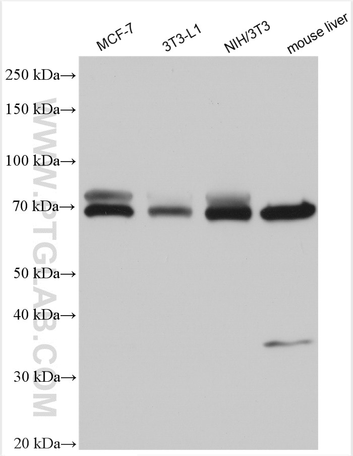 Western Blot (WB) analysis of various lysates using Perilipin 1 Polyclonal antibody (27716-1-AP)
