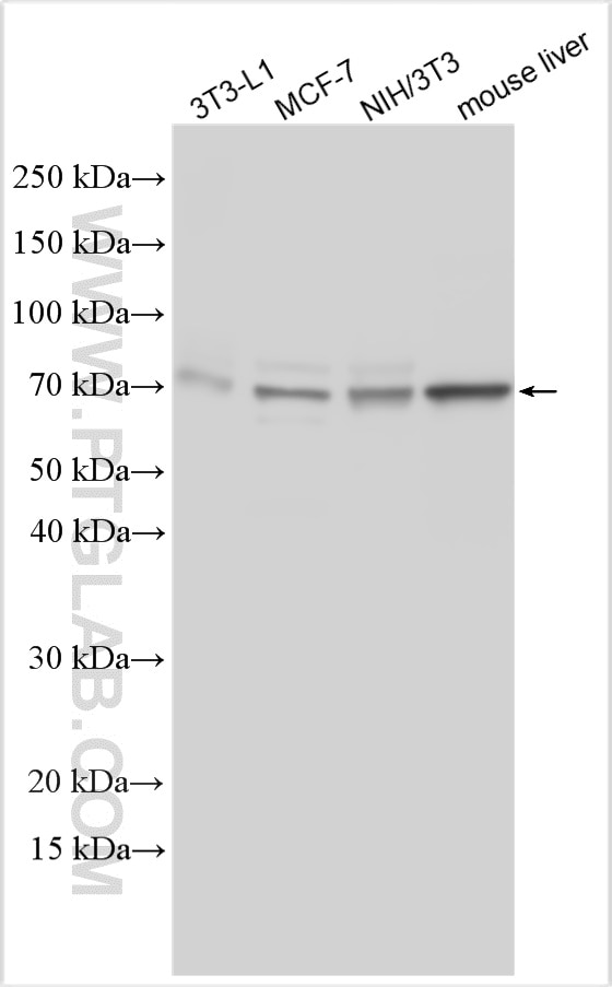 Western Blot (WB) analysis of various lysates using Perilipin 1 Polyclonal antibody (27716-1-AP)