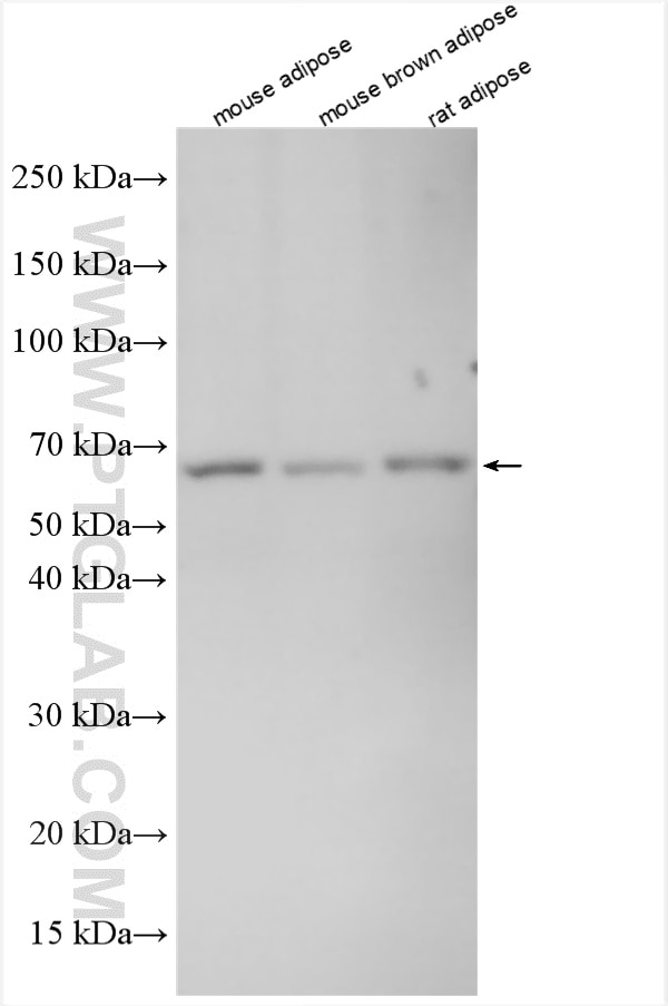WB analysis using 27716-1-AP Western Blot (WB) analysis of various lysates using Perilipin 1 Polyclonal antibody (27716-1-AP)