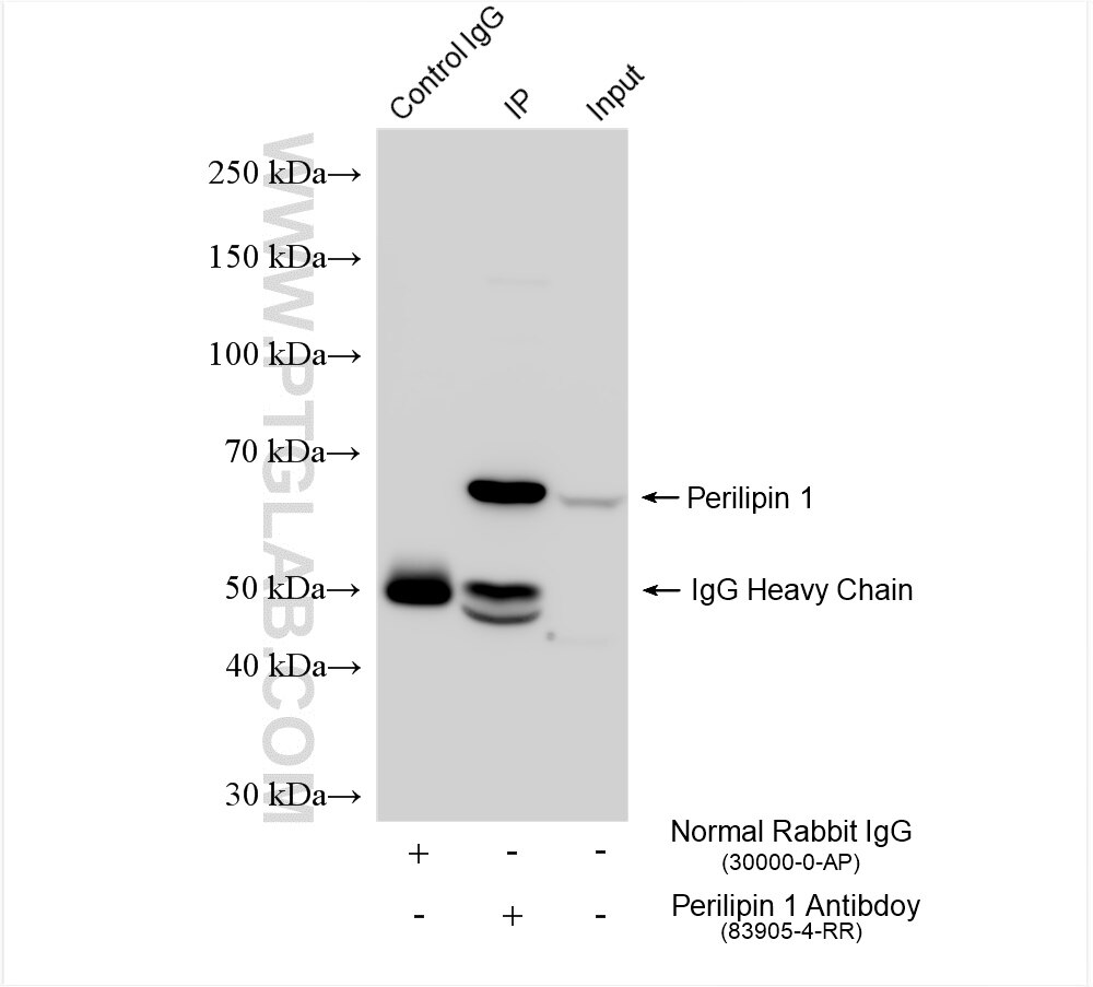 Immunoprecipitation (IP) experiment of MCF-7 cells using Perilipin 1 Recombinant antibody (83905-4-RR)
