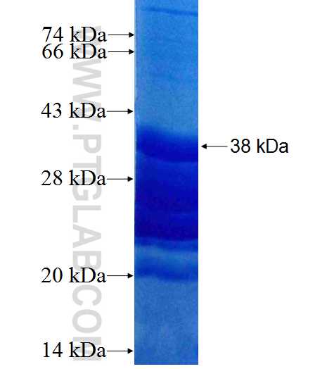 PLIN1 fusion protein Ag26426 SDS-PAGE