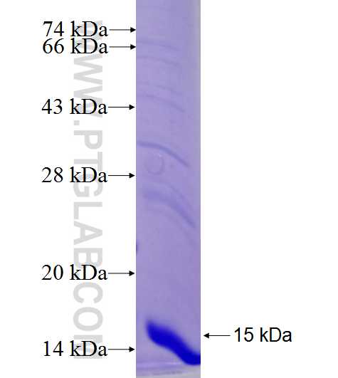 PLIN1 fusion protein Ag26436 SDS-PAGE