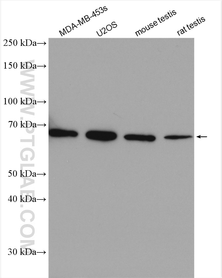 Western Blot (WB) analysis of various lysates using PLK1 Polyclonal antibody (10305-1-AP)