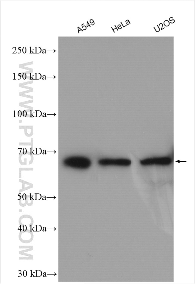 Western Blot (WB) analysis of various lysates using PLK1 Polyclonal antibody (10305-1-AP)