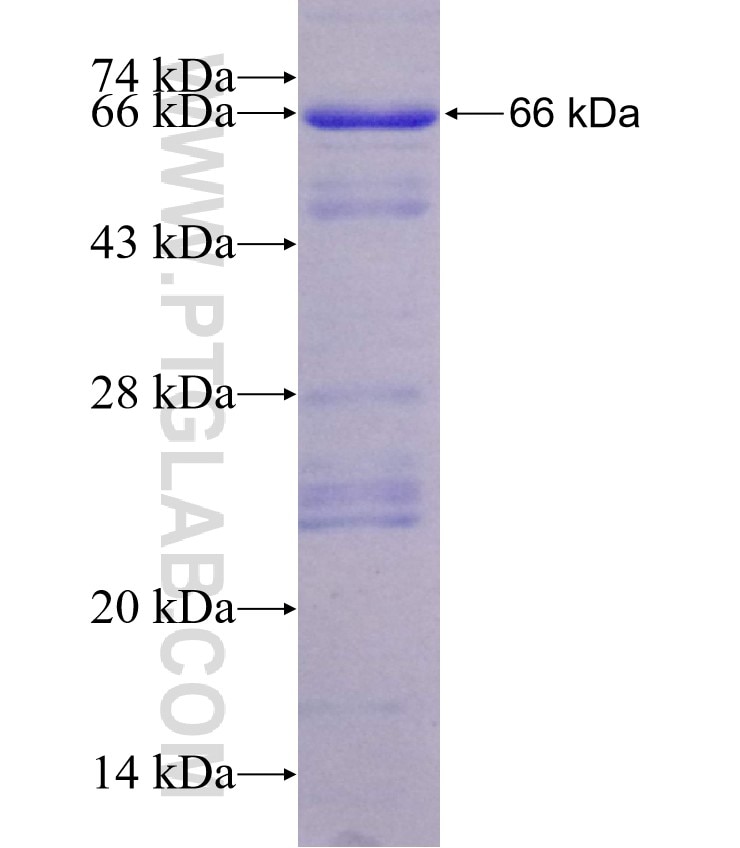 PLK1 fusion protein Ag26247 SDS-PAGE