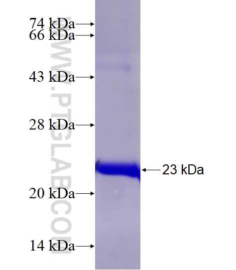 PLK1 fusion protein Ag28116 SDS-PAGE