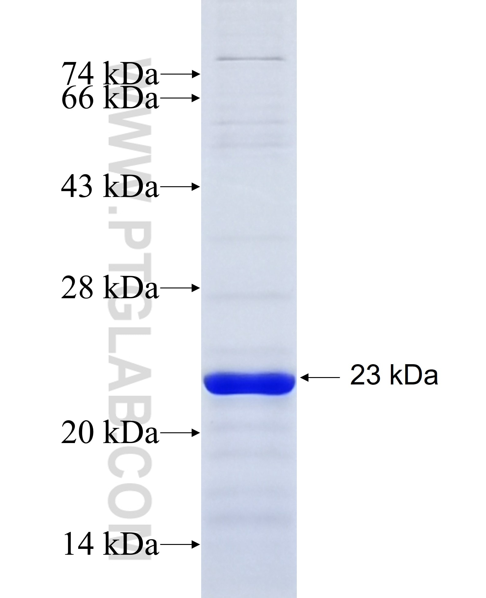 PLK1 fusion protein Ag28116 SDS-PAGE