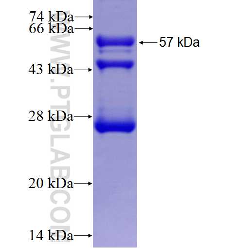 PLK1 fusion protein Ag0284 SDS-PAGE