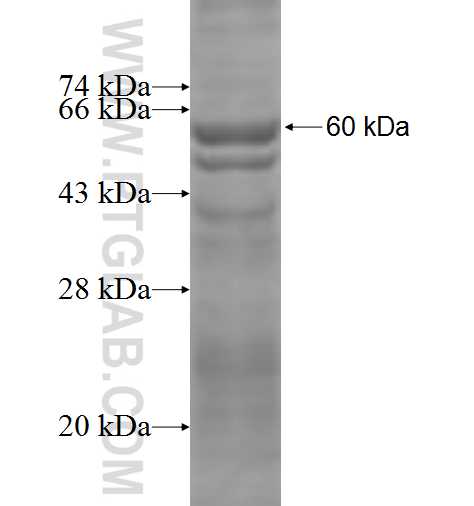 PLK1 fusion protein Ag2742 SDS-PAGE