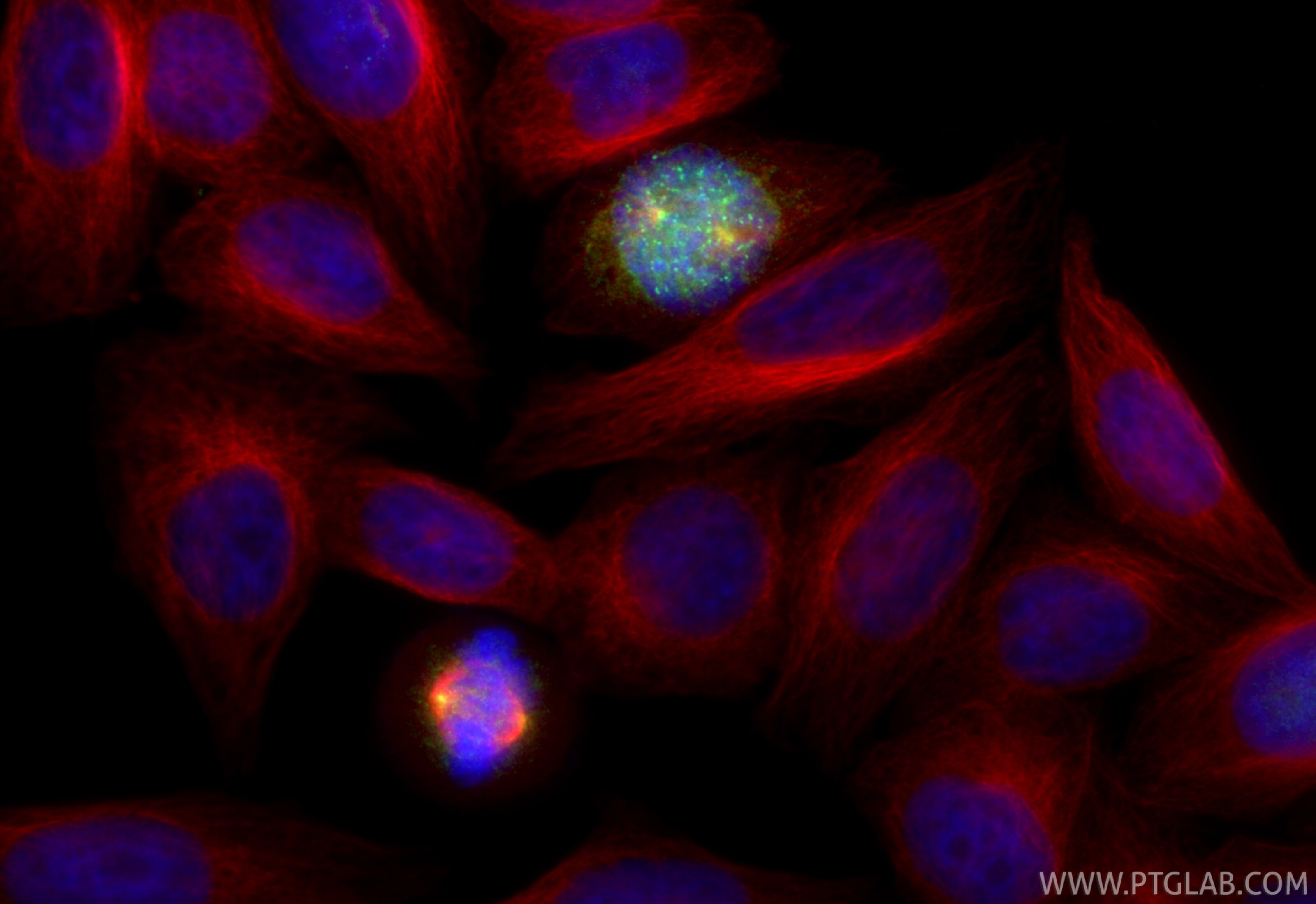 Immunofluorescent analysis of (4% PFA) fixed HepG2 cells using PLK1 antibody (83260-5-RR, Clone: 240092B10 ) at dilution of 1:1000 and CoraLite®488-Conjugated Goat Anti-Rabbit IgG(H+L) (SA00013-2), Alpha Tubulin antibody (66031-1-Ig, Clone: 1E4C11, red). Immunofluorescence (IF) / fluorescent staining of HepG2 cells using PLK1 Recombinant monoclonal antibody (83260-5-RR)