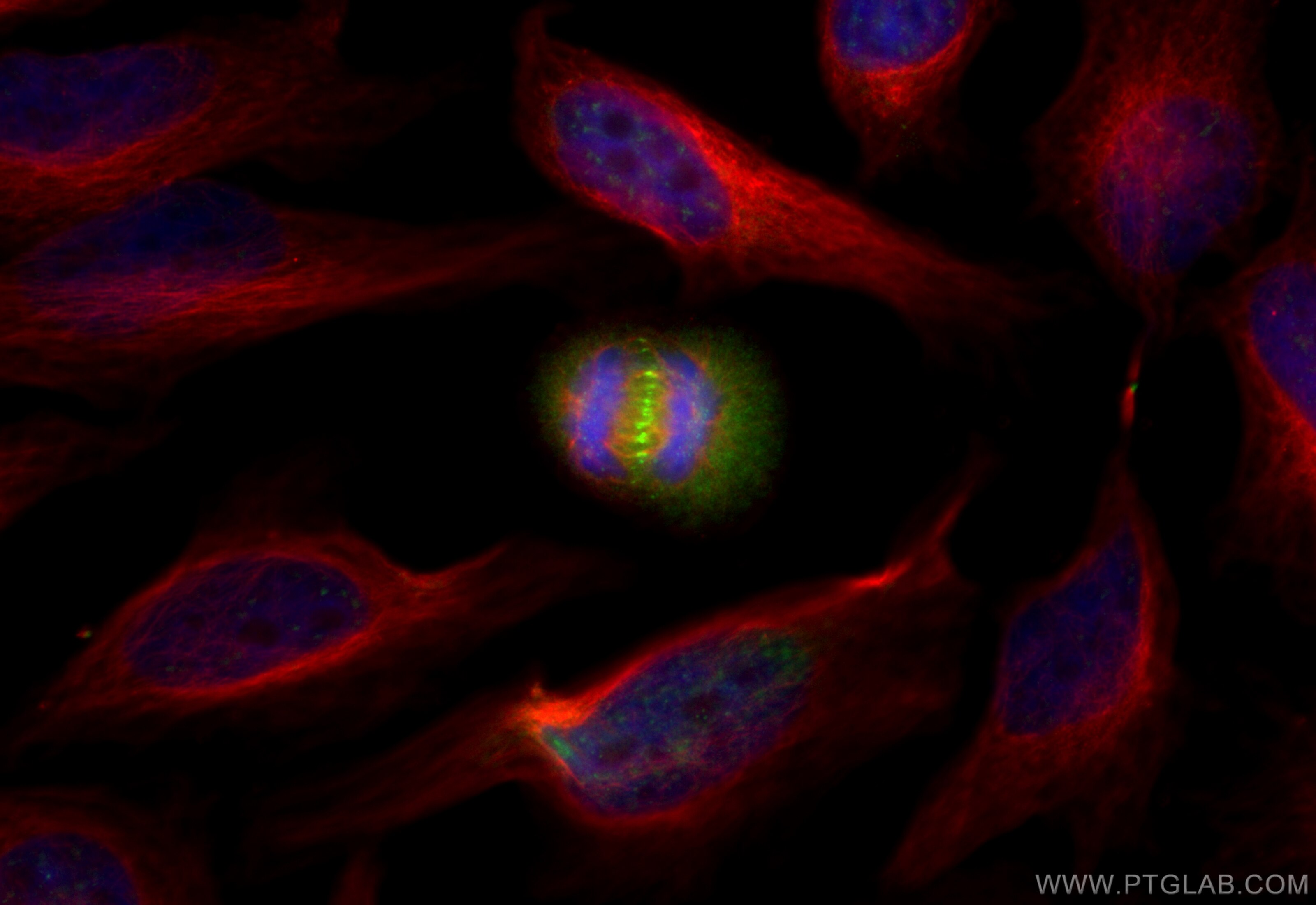 Immunofluorescence (IF) / fluorescent staining of HeLa cells using CoraLite® Plus 488-conjugated PLK1-phospho Recombi (CL488-83260-5)