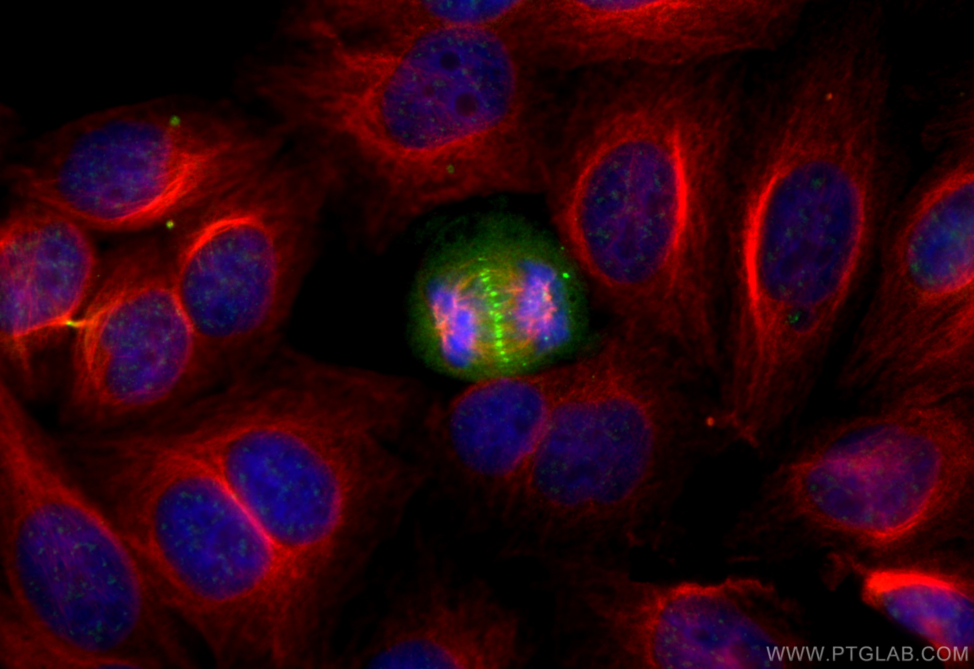 Immunofluorescence (IF) / fluorescent staining of HepG2 cells using CoraLite® Plus 488-conjugated PLK1-phospho Recombi (CL488-83260-5)