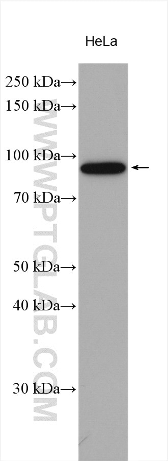 Western Blot (WB) analysis of various lysates using PLK2 Polyclonal antibody (15956-1-AP)