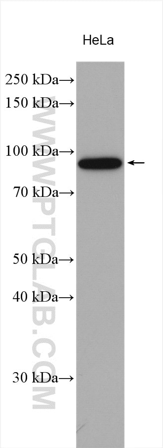 WB analysis using 15956-1-AP