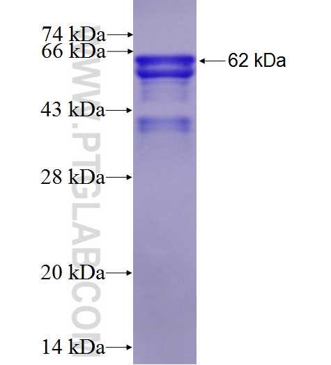PLK2 fusion protein Ag8710 SDS-PAGE
