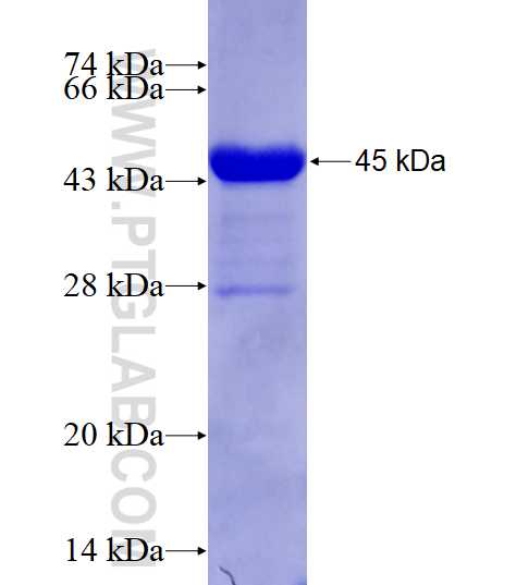 PLK2 fusion protein Ag8931 SDS-PAGE