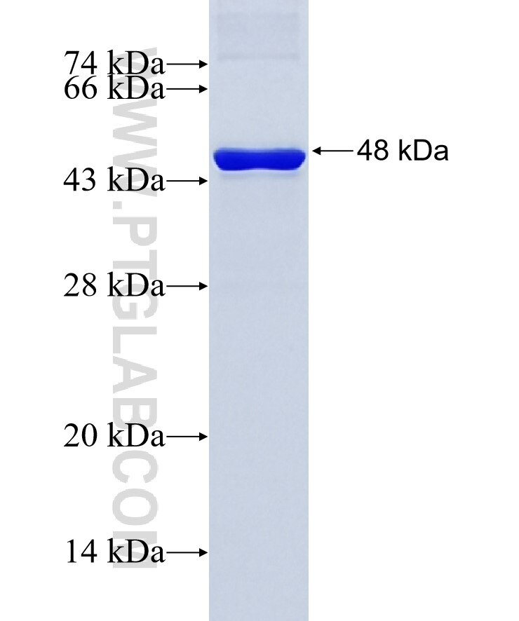 PLK2 fusion protein Ag8931 SDS-PAGE