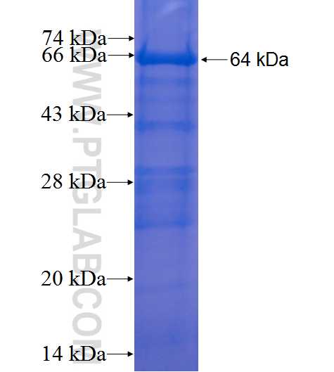 PLK3 fusion protein Ag1431 SDS-PAGE