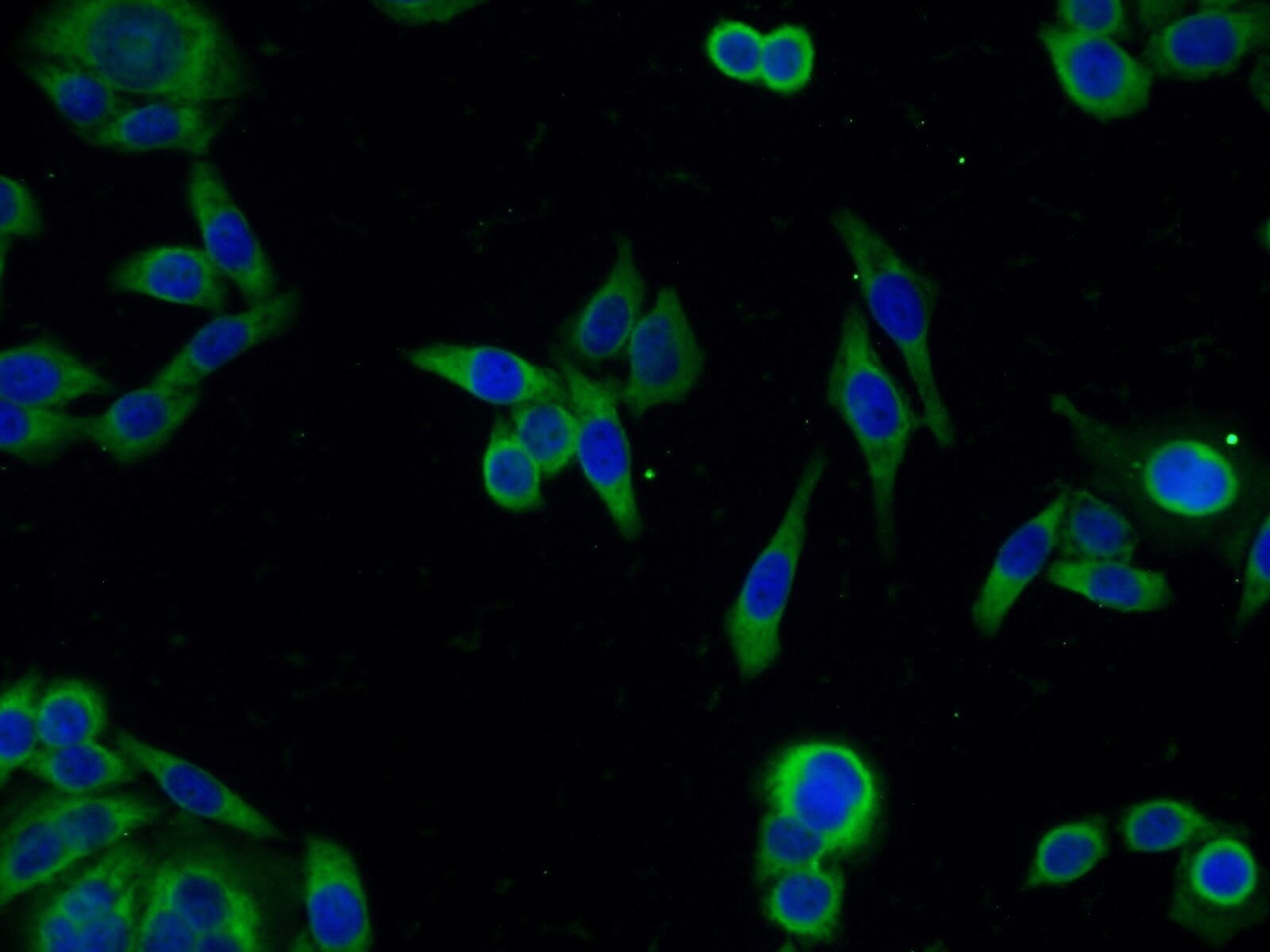 Immunofluorescence (IF) / fluorescent staining of HeLa cells using PLK4 Polyclonal antibody (12952-1-AP)