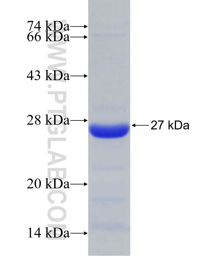 PLK4 fusion protein Ag30482 SDS-PAGE