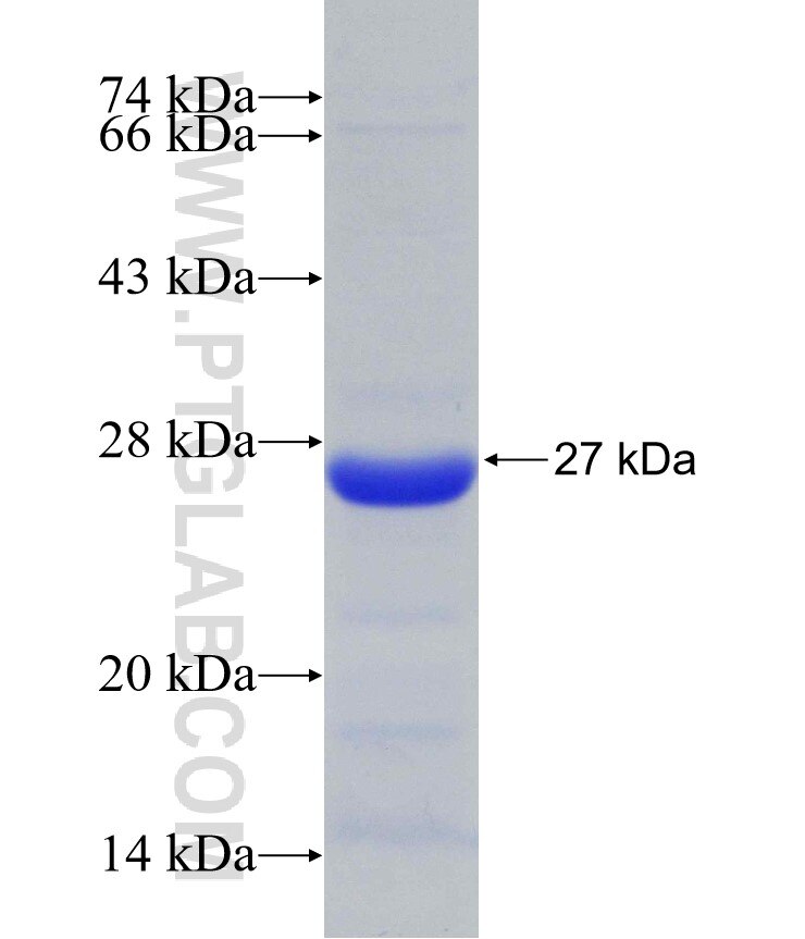 PLK4 fusion protein Ag30482 SDS-PAGE