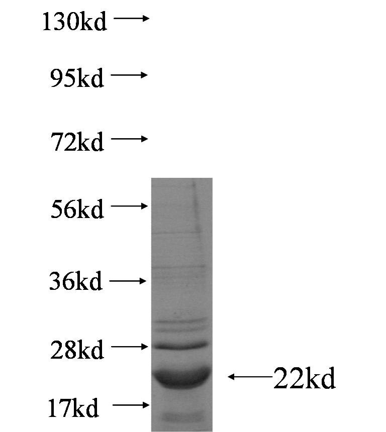 PLLP fusion protein Ag6425 SDS-PAGE