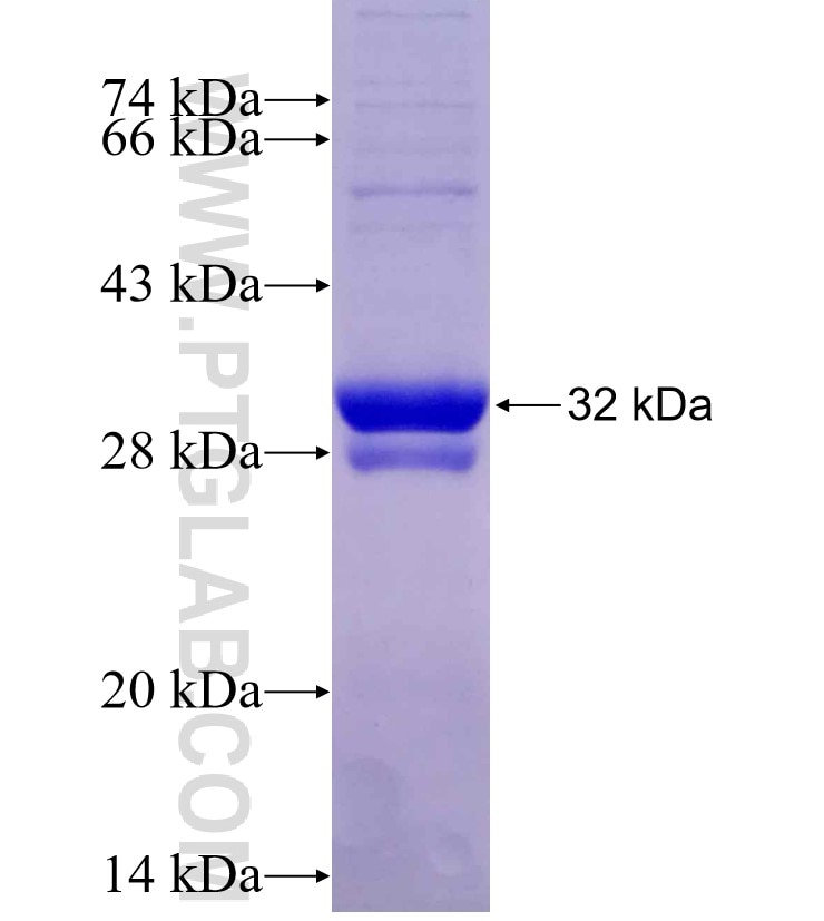 PLN fusion protein Ag8632 SDS-PAGE