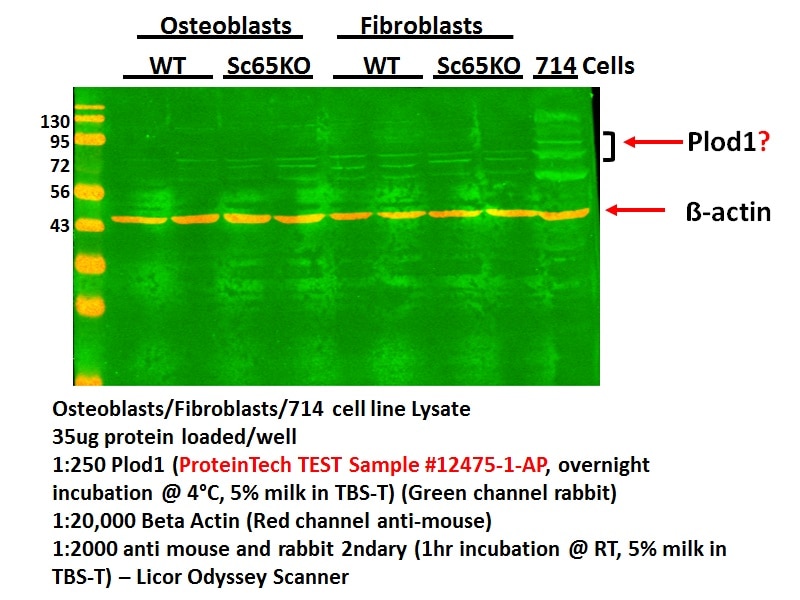 Western Blot (WB) analysis of Mouse Fibroblast cells  using PLOD1 Polyclonal antibody (12475-1-AP)