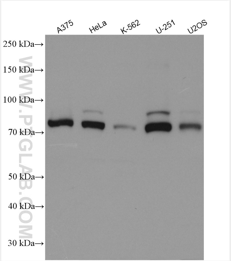 WB analysis using 29480-1-AP