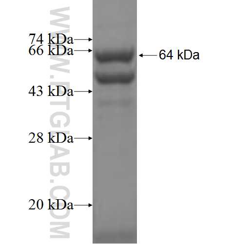 PLOD1 fusion protein Ag3103 SDS-PAGE