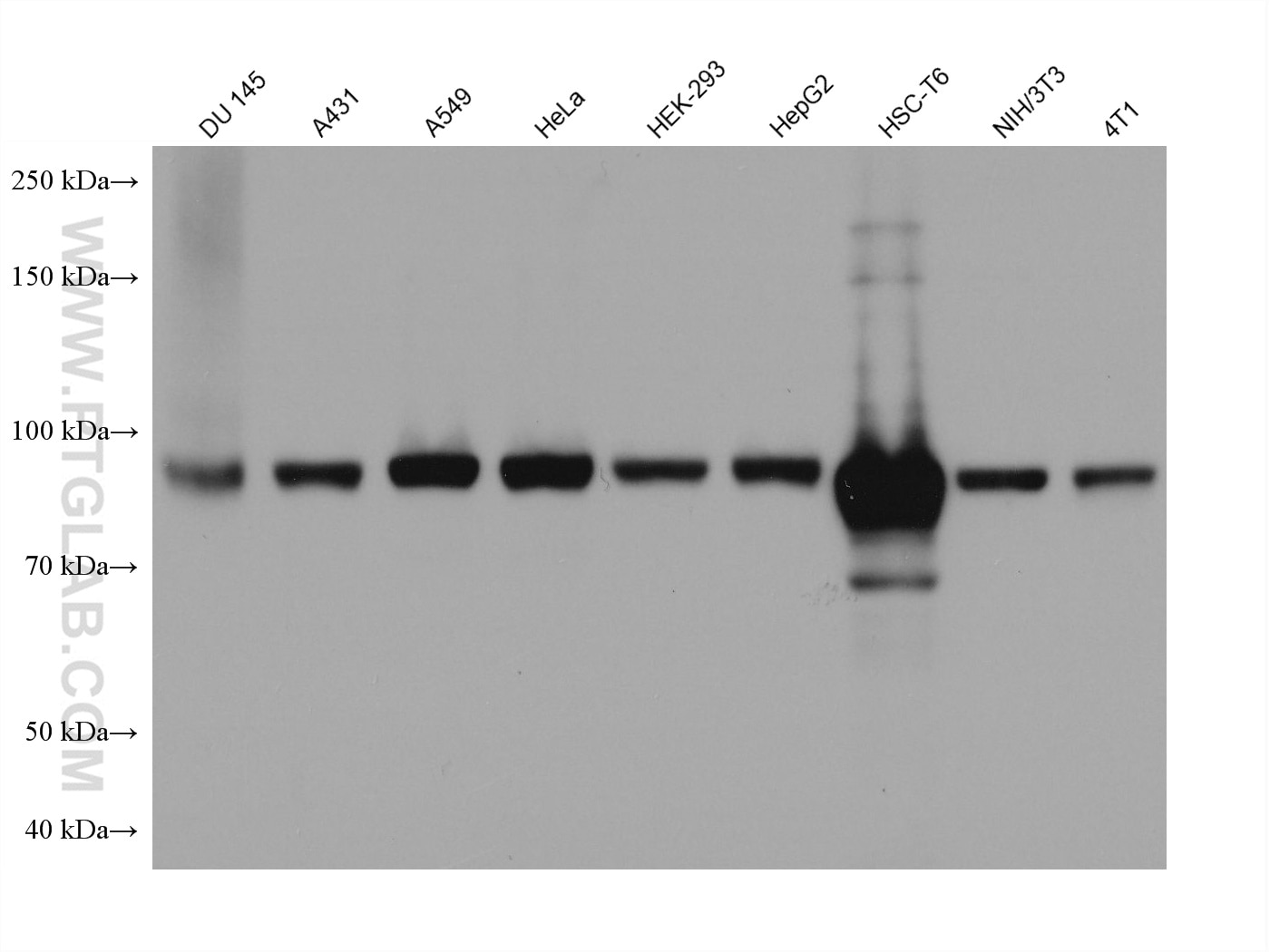 Western Blot (WB) analysis of various lysates using PLOD2 Monoclonal antibody (66342-1-Ig)
