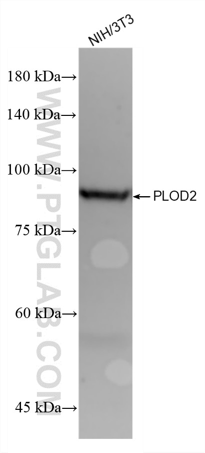 WB analysis of NIH/3T3 using 88222-2-RR Western Blot (WB) analysis of NIH/3T3 cells using PLOD2 Recombinant monoclonal antibody (88222-2-RR)
