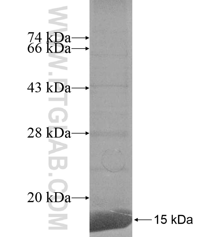 PLOD2 fusion protein Ag16921 SDS-PAGE