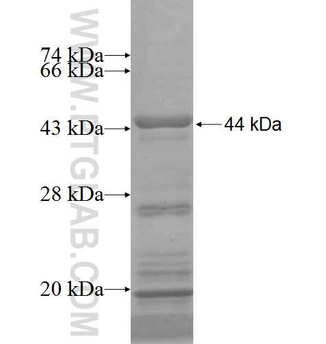 PLOD2 fusion protein Ag5779 SDS-PAGE